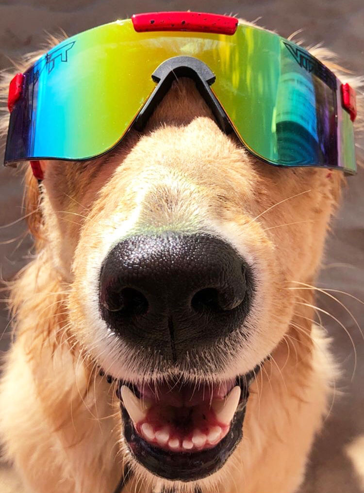 Lifestyle - dog in pit vipers