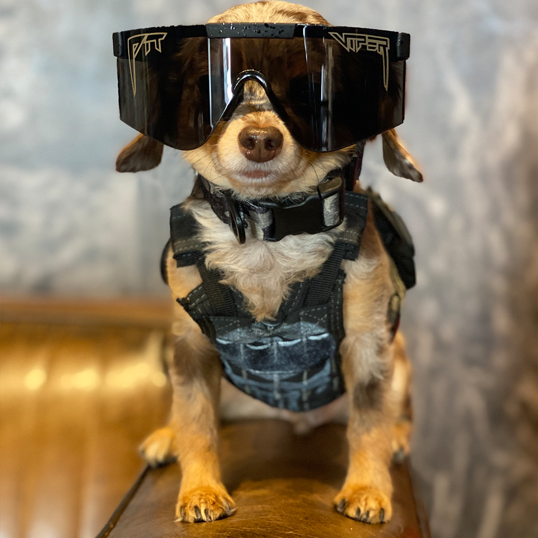 / BALL-ISTIC™ Smoke | Dog wearing Pit Viper Sunglasses