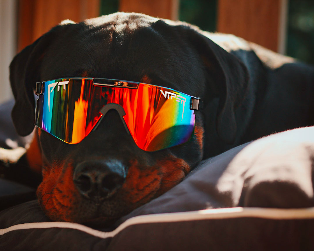 Lifestyle - dog in pit vipers
