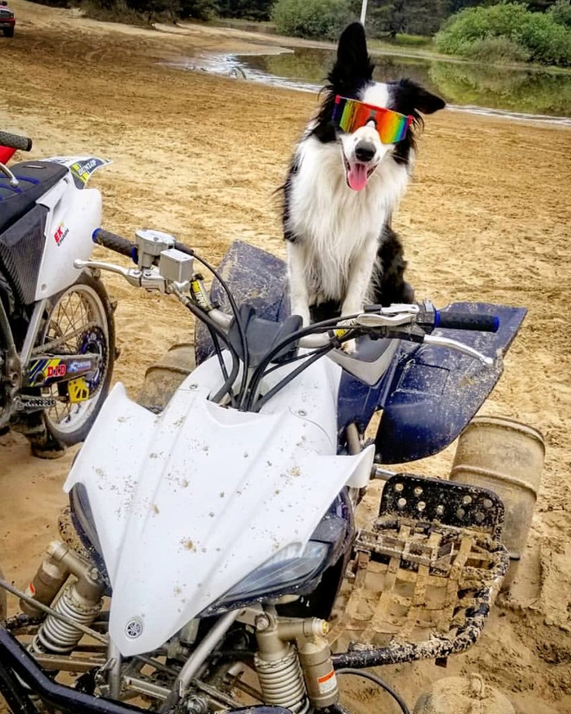 Lifestyle - dog on atv