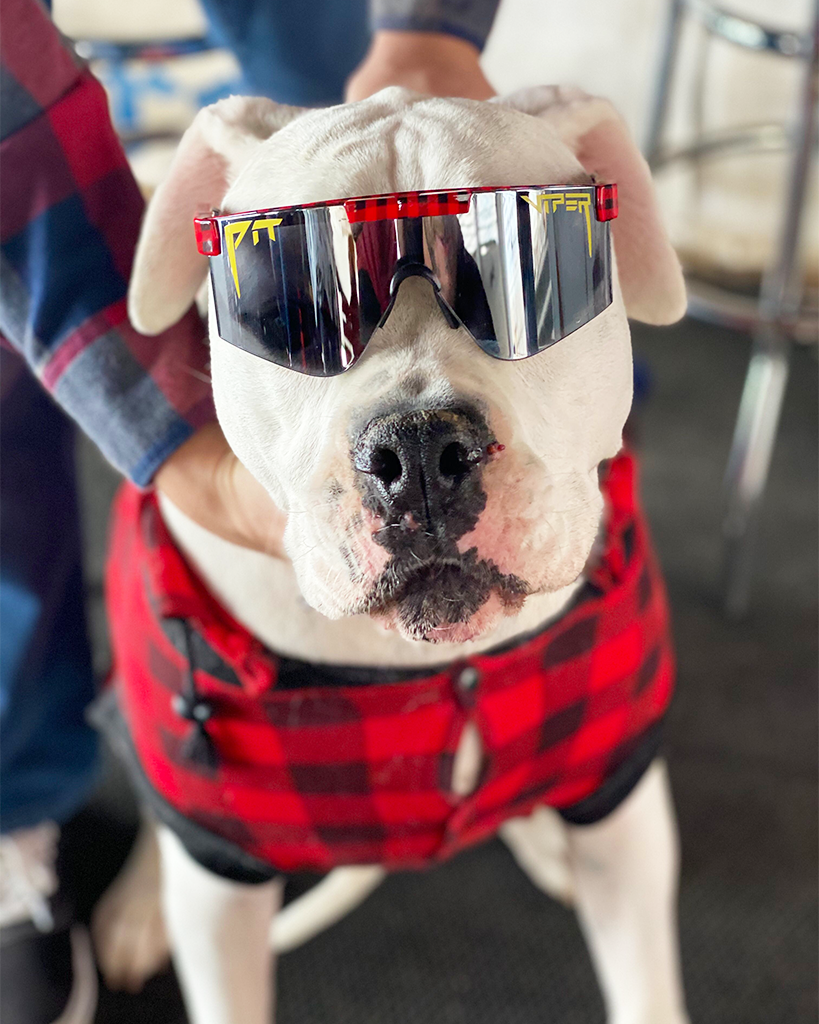 Lifestyle - dog in pit vipers