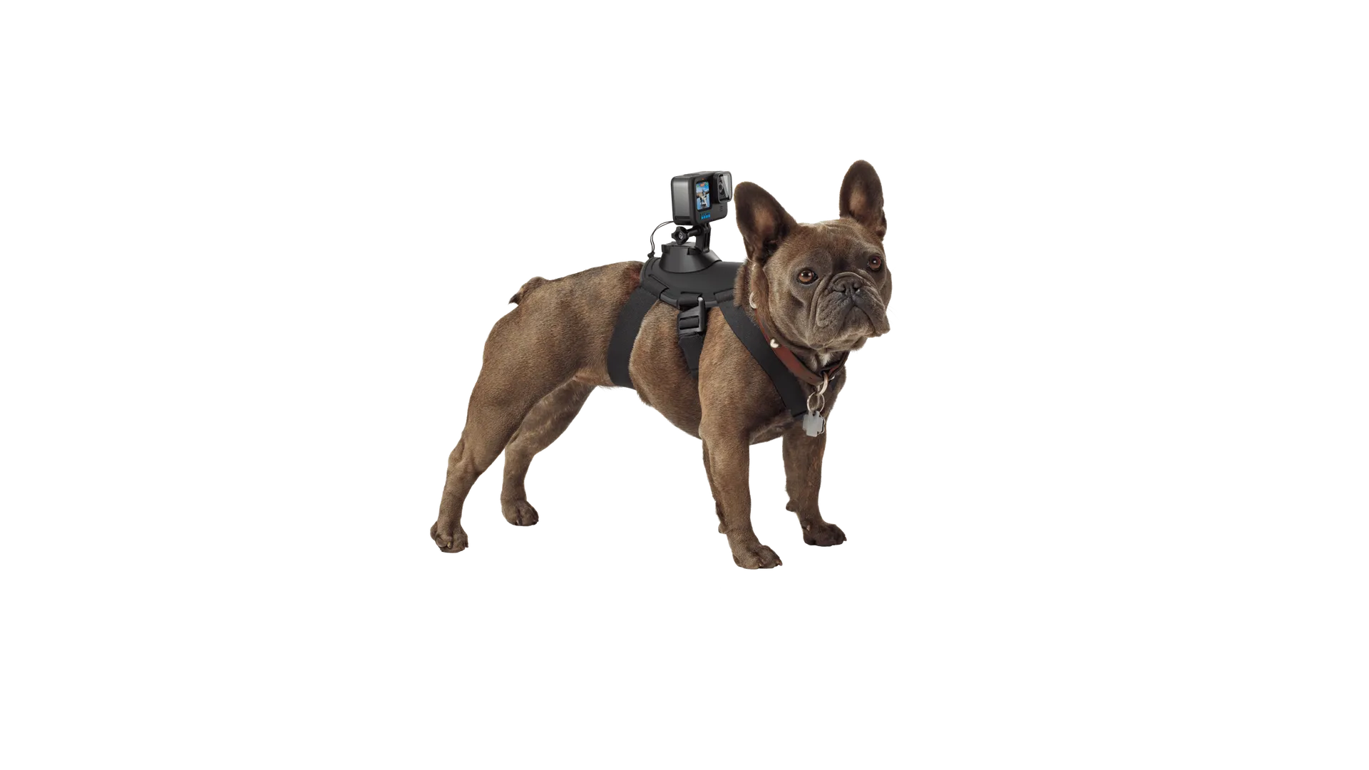 GoPro Fetch Dog Harness