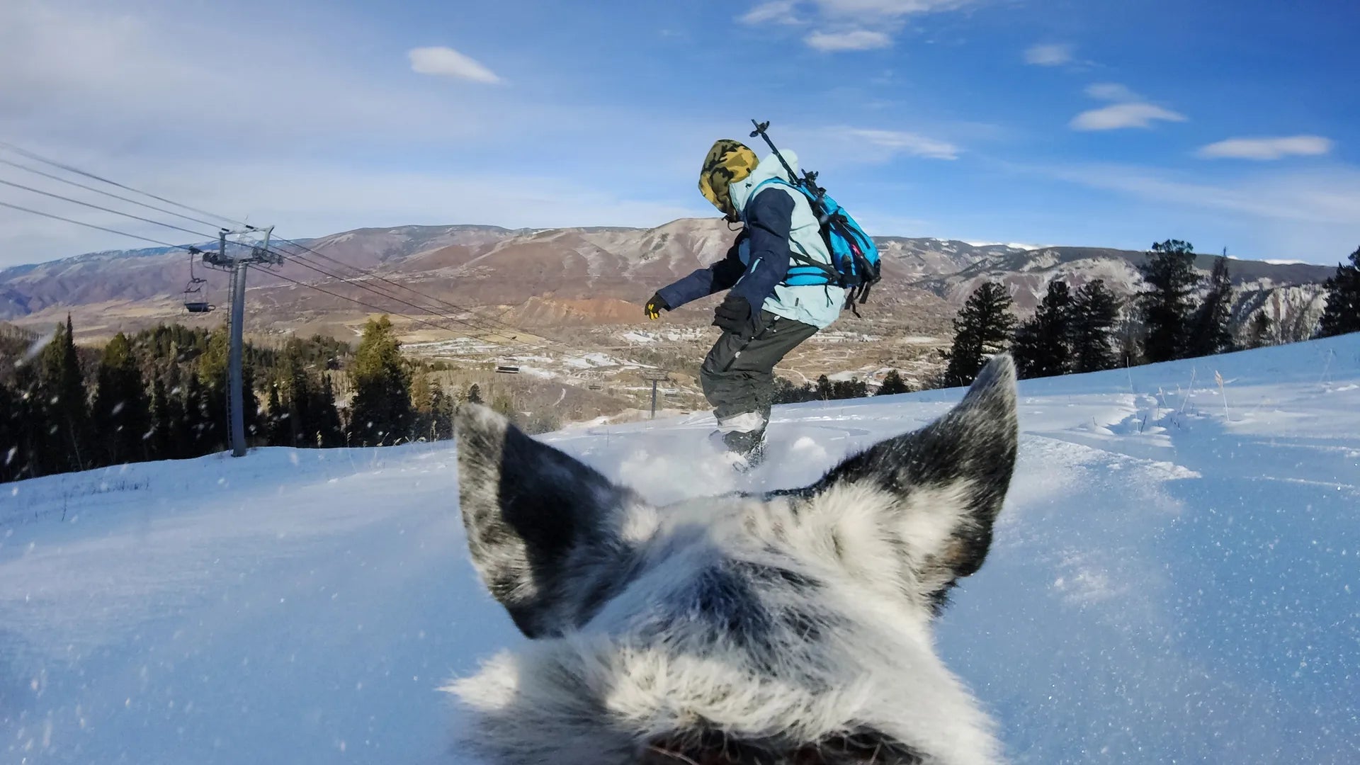 GoPro Fetch Dog Harness