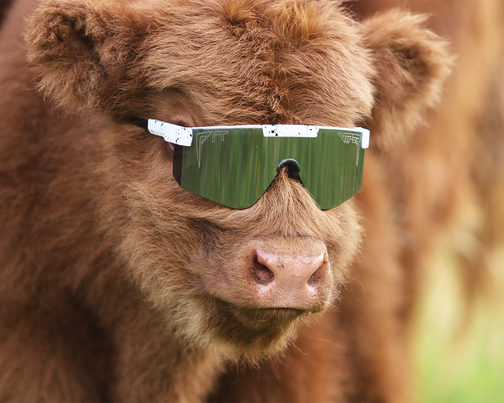 Lifestyle - cow in pit vipers