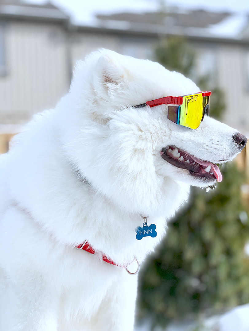 Lifestyle - dog in pit vipers