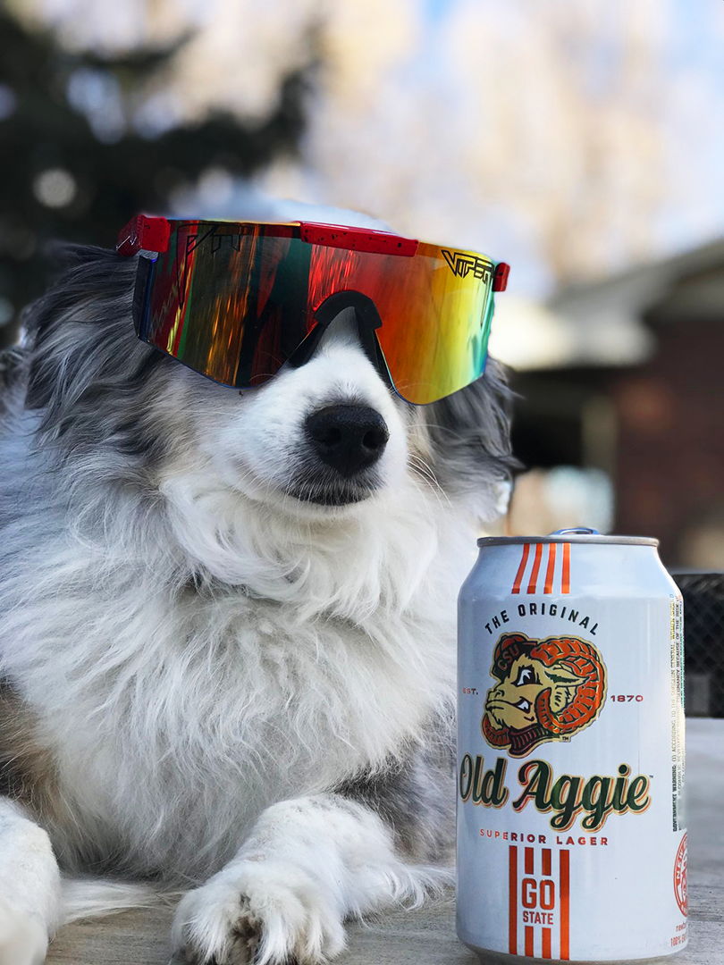 Lifestyle - dog in pit vipers