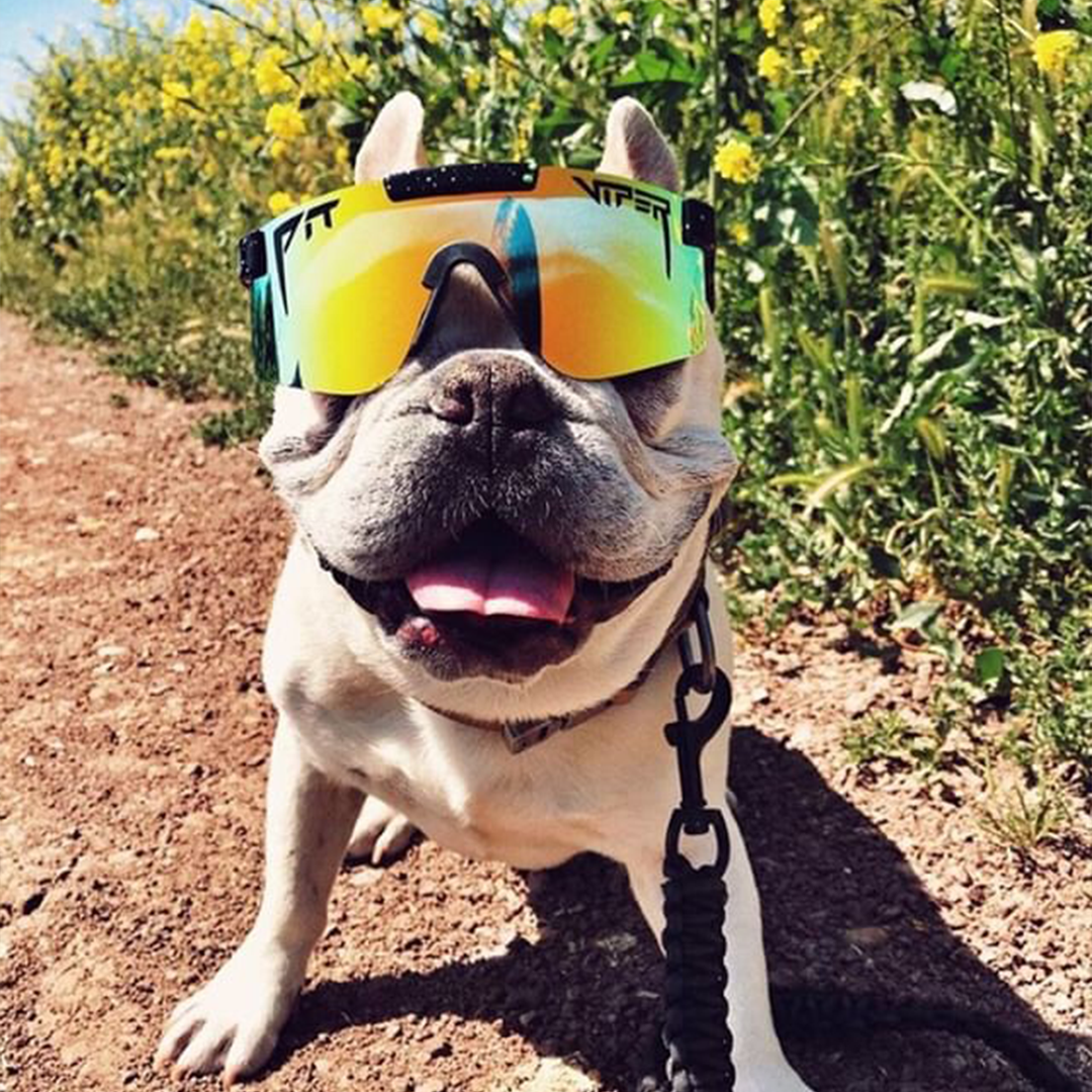 The Monster Bull Polarized