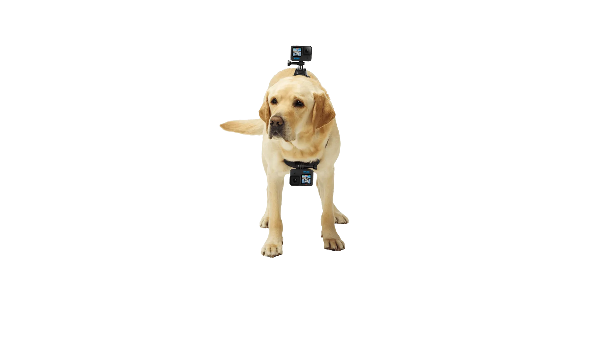GoPro Fetch Dog Harness