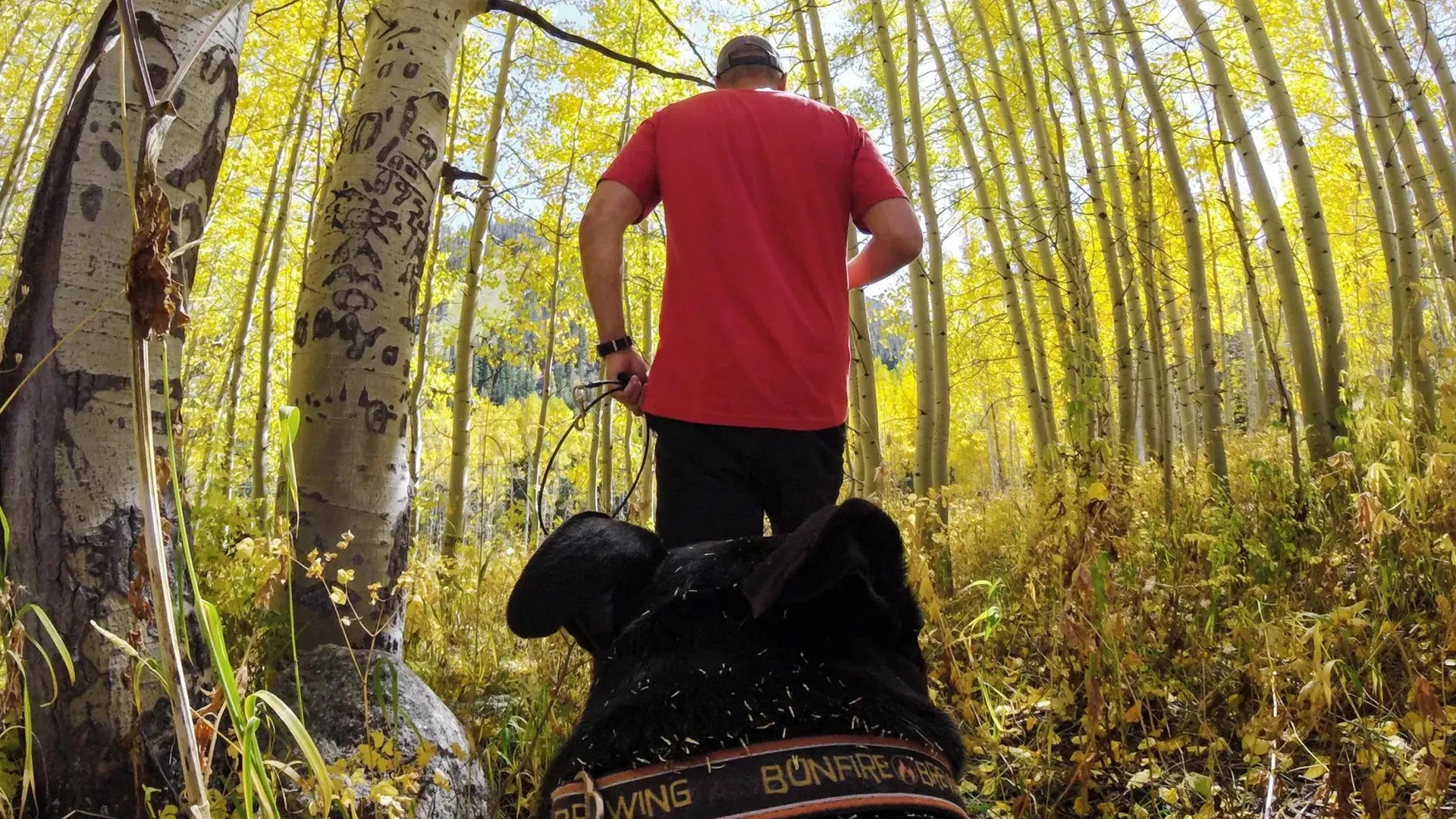 GoPro Fetch Dog Harness